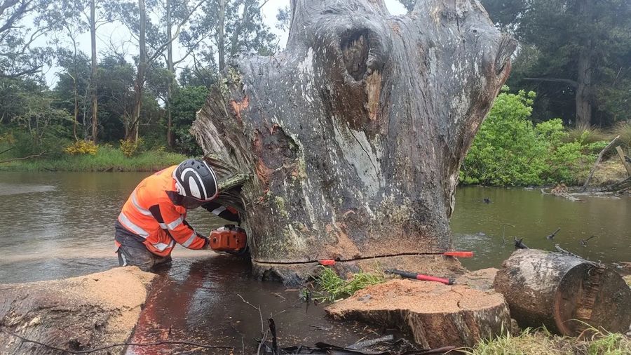 Arborist cutting a large fallen trunk beside a river