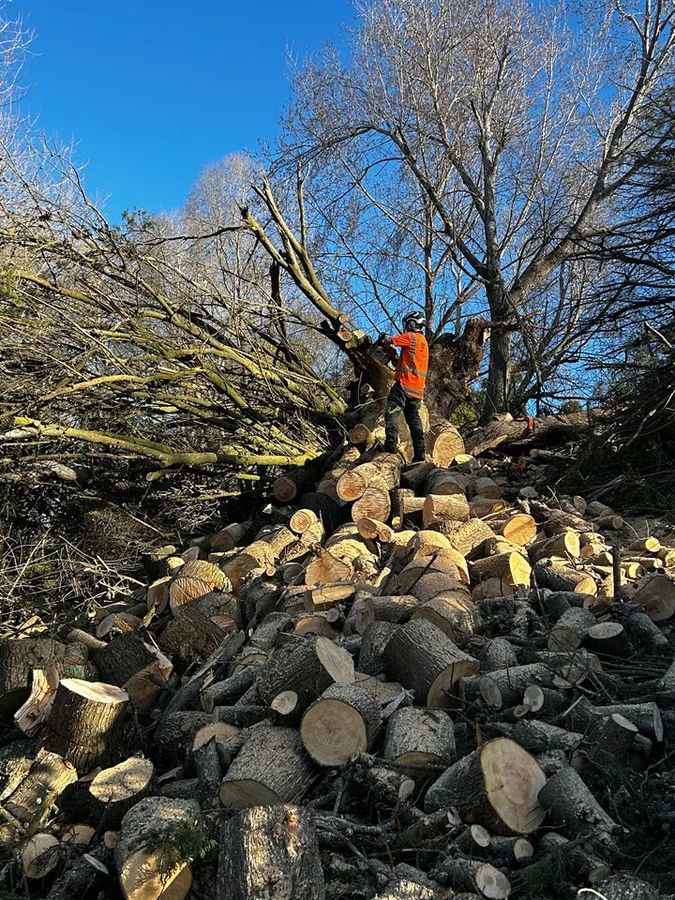 Felled logs stacked after a removal