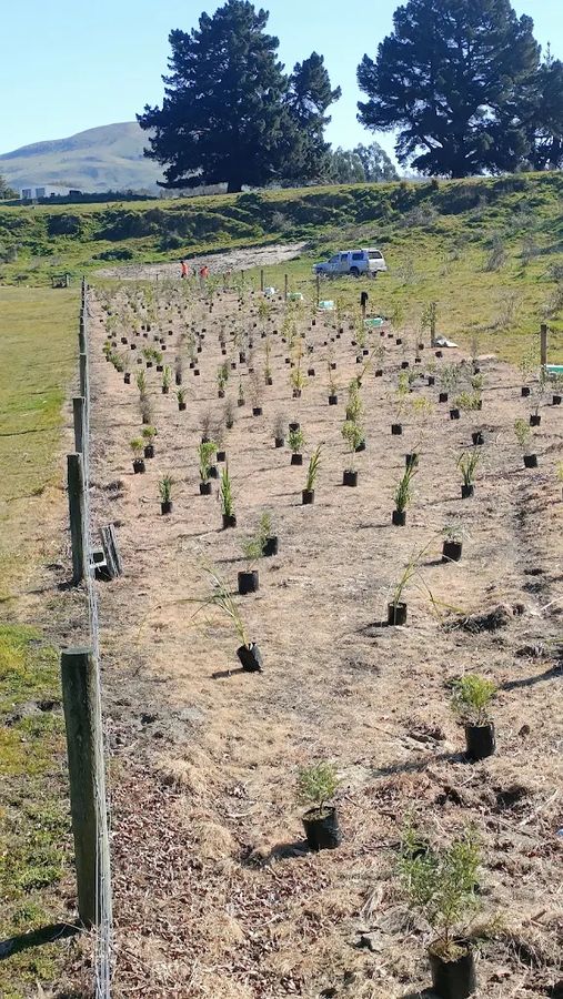 Native seedlings planted out across a paddock