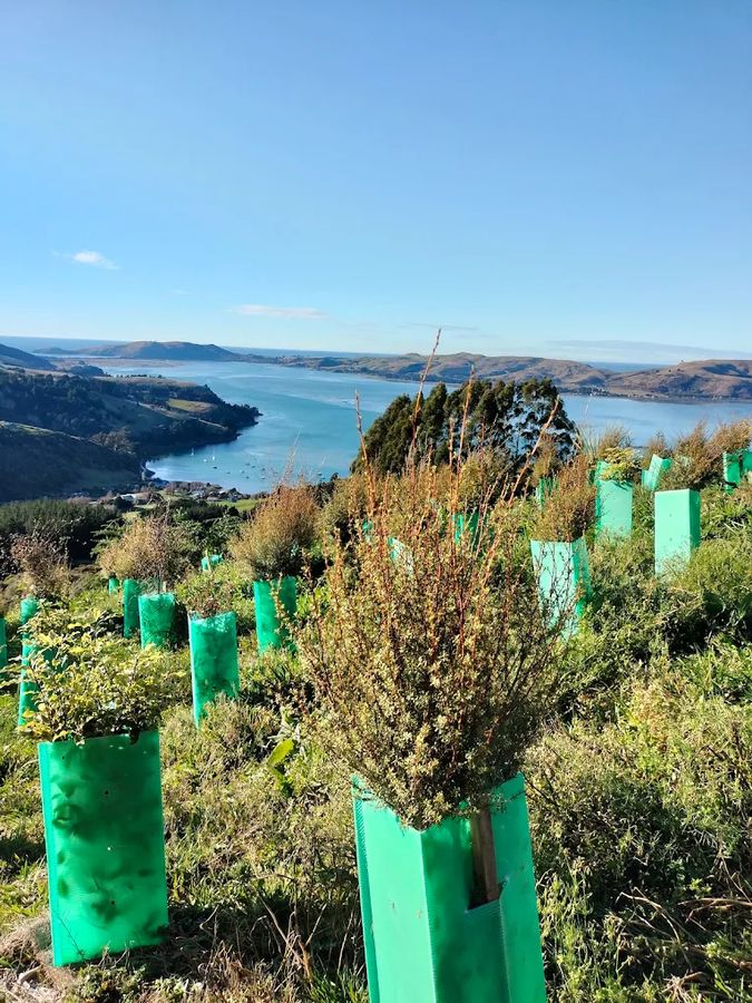 Rows of new native plantings in protective sleeves on a hillside above the harbour